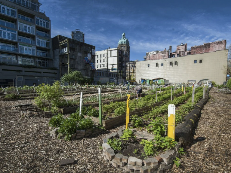 A community garden in Vancouver's Downtown Eastside. PHOTO BY ARLEN REDEKOP /PNG